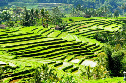 Best bali tours tripadvisor
