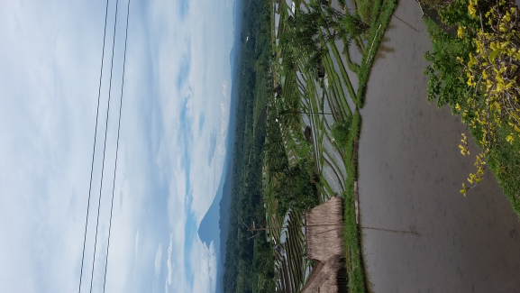 Where to find good driver for do tour in ubud bali