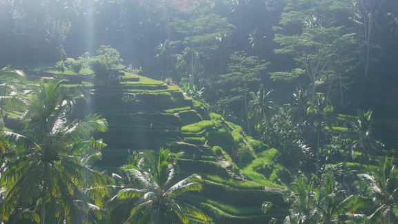 What is the price of a taxi in sanur to ubud