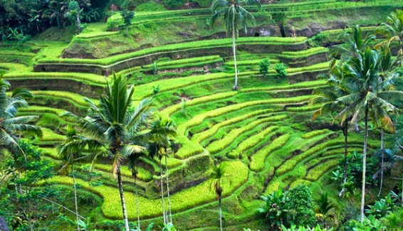 Airport transfer from airport to ubud