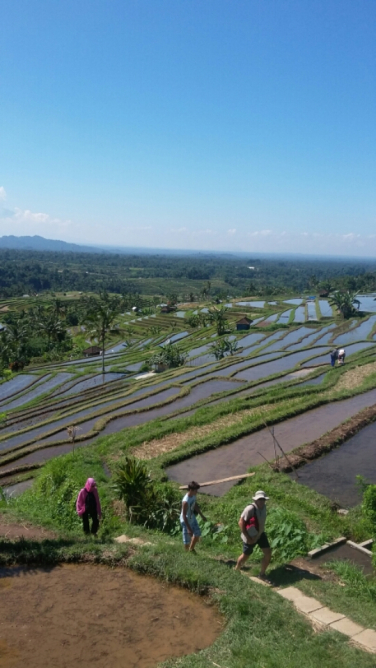 Where is nice view rice terraces in bali