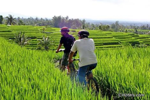 Eco cycle tour ubud