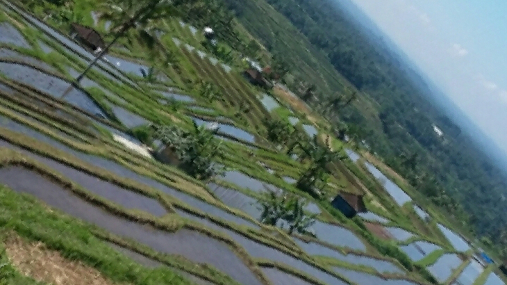 Where is the big rice terraces in bali