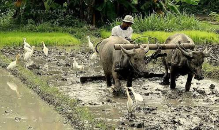 Private driver kuta to ubud