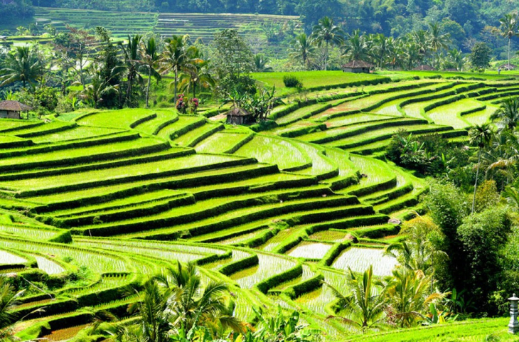 Best bali tours tripadvisor