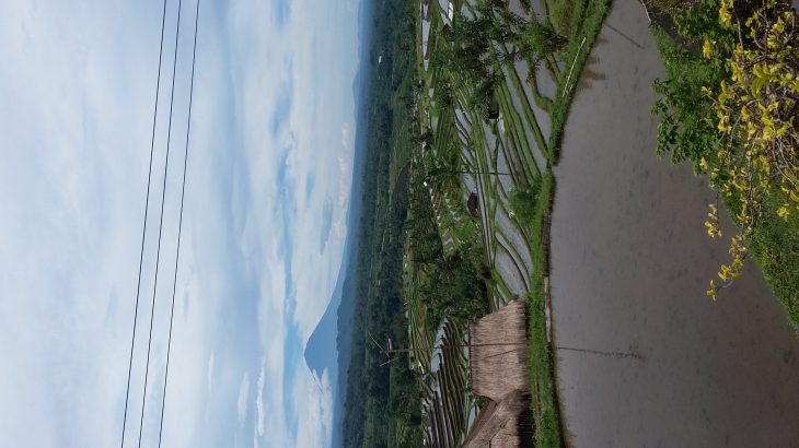 Where to find good driver for do tour in ubud bali