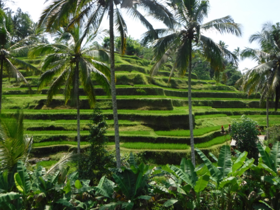 Transport from bali airport to ubud