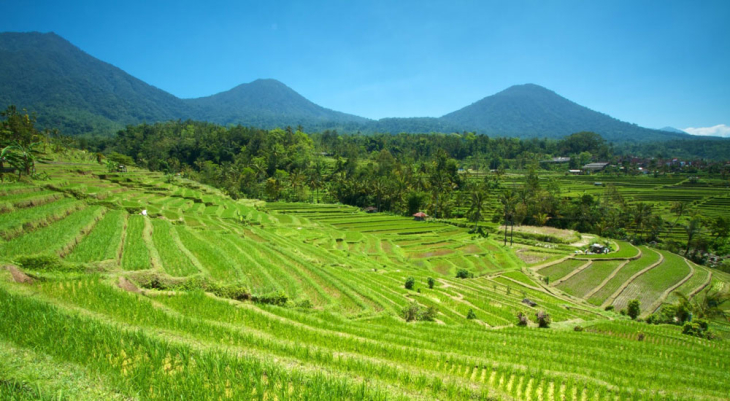 bali daily transport tour and driver